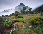 Tasmanien, Southwest NP Mount Anne